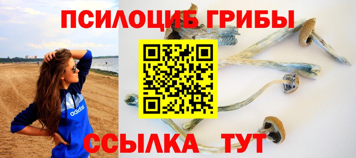 Псилоцибиновые грибы Psilocybine cubensis  Сертолово  Псилоцибиновые грибы прущие грибы 